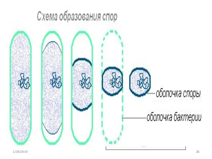 Споры бактерий 1/28/2019
