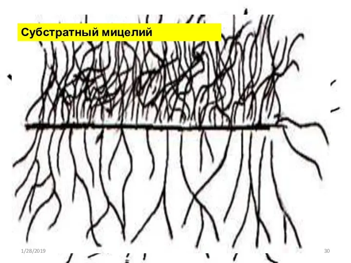 Царство Bacteria Отдел Firmicutes Класс Thallobacteria Порядок Actinomycetales Представители: Actinomyces, Streptomyces, Nocardia Mycobacterium