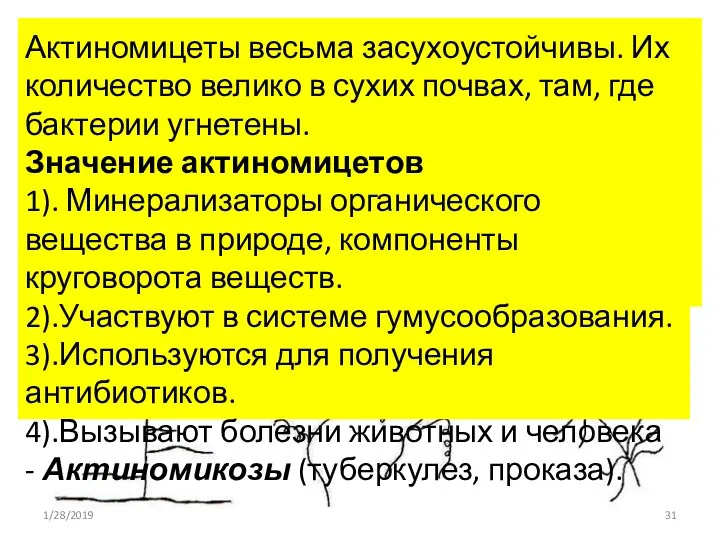 Размножение чаще спорами. На кончиках воздушного мицелия имеются различного вида