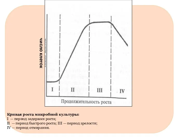 Кривая роста микробной культуры: I — период задержки роста; II — период быстрого