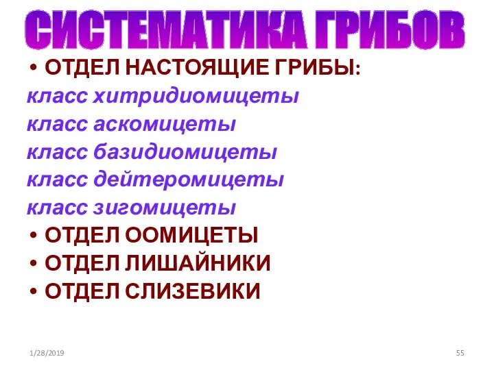 ОТДЕЛ НАСТОЯЩИЕ ГРИБЫ: класс хитридиомицеты класс аскомицеты класс базидиомицеты класс дейтеромицеты класс зигомицеты