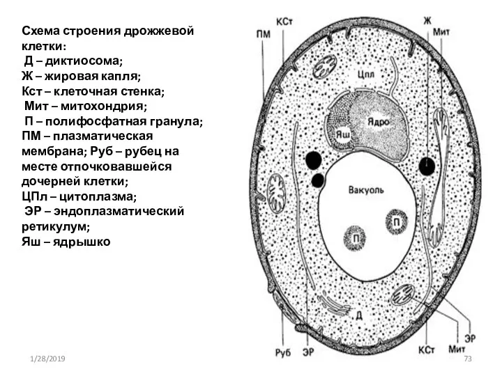 Схема строения дрожжевой клетки: Д – диктиосома; Ж – жировая капля; Кст –