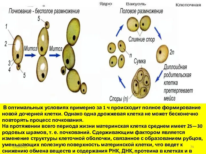 В оптимальных условиях примерно за 1 ч происходит полное формирование новой дочерней клетки.