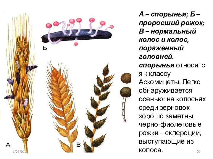 А – спорынья; Б – проросший рожок; В – нормальный колос и колос,