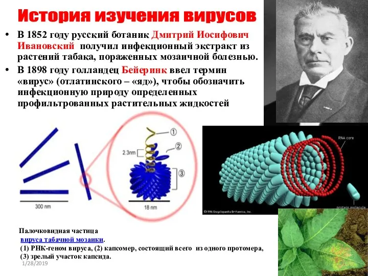В 1852 году русский ботаник Дмитрий Иосифович Ивановский получил инфекционный