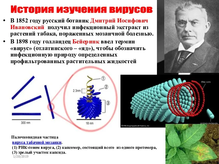 В 1852 году русский ботаник Дмитрий Иосифович Ивановский получил инфекционный экстракт из растений