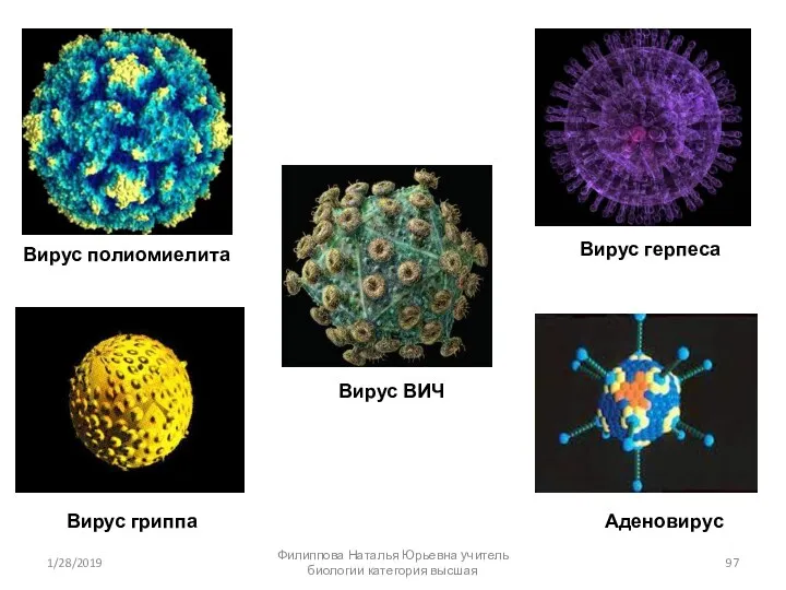 Вирус полиомиелита Вирус гриппа Вирус герпеса Вирус ВИЧ Аденовирус 1/28/2019 Филиппова Наталья Юрьевна