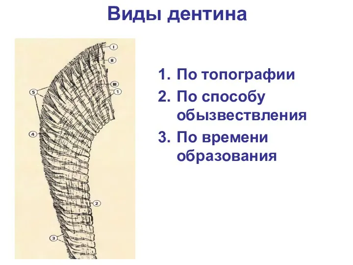 Виды дентина По топографии По способу обызвествления По времени образования