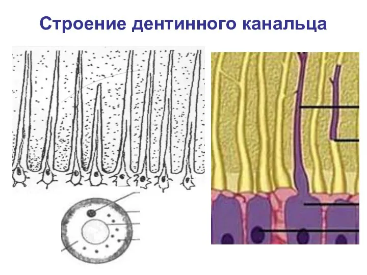 Строение дентинного канальца