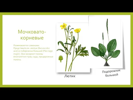 Мочковато-корневые Размножаются семенами. Представители: лютик (Ranunculus acer) и подорожник большой (Plan tago major).