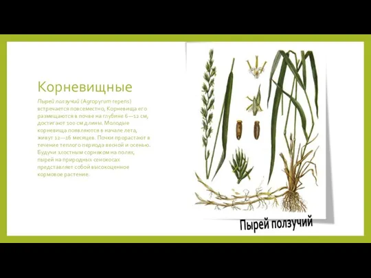 Корневищные Пырей ползучий (Agropyrum repens) встречается повсеместно, Корневища его размещаются в почве на