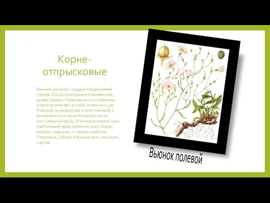 Корне-отпрысковые Вьюнок полевой—трудно пскоренимый сорняк. Он распространен повсеместно, кроме Севера. Размножается и семенами.