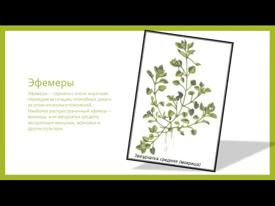 Эфемеры Эфемеры — сорняки с очень коротким периодом вегетации, способные давать за сезон