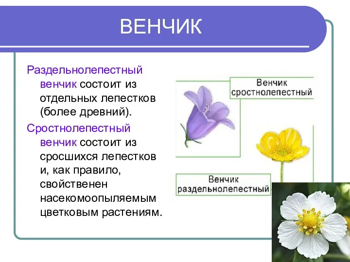 ВЕНЧИК Раздельнолепестный венчик состоит из отдельных лепестков (более древний). Сростнолепестный