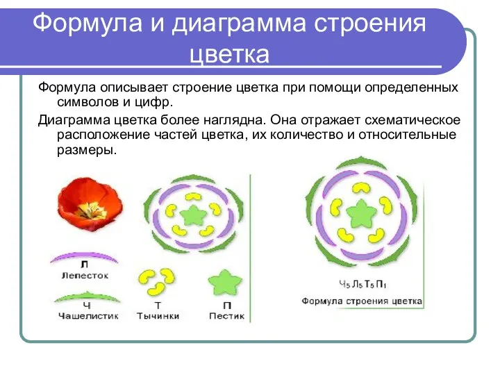 Формула и диаграмма строения цветка Формула описывает строение цветка при