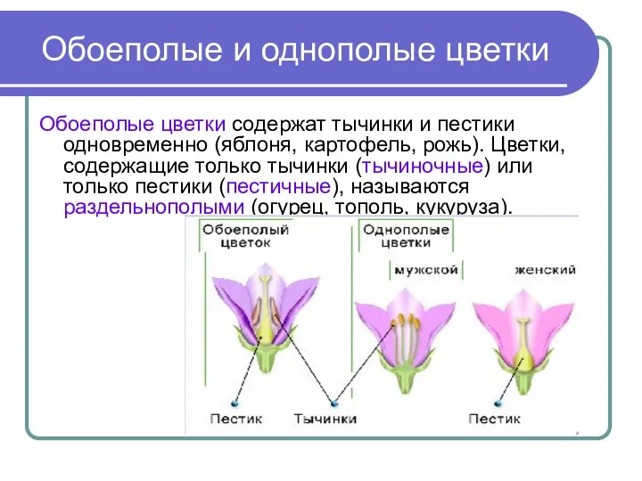 Обоеполые и однополые цветки Обоеполые цветки содержат тычинки и пестики