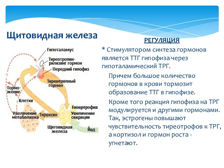 Щитовидная железа РЕГУЛЯЦИЯ * Стимулятором синтеза гормонов является ТТГ гипофиза через гипоталамический ТРГ.