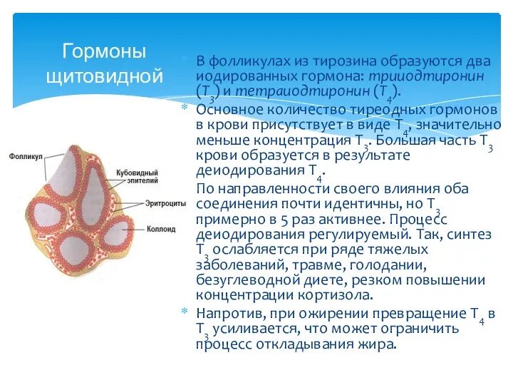 Гормоны щитовидной железы В фолликулах из тирозина образуются два иодированных