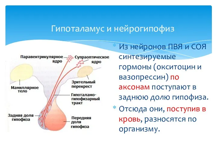 Гипоталамус и нейрогипофиз Из нейронов ПВЯ и СОЯ синтезируемые гормоны (окситоцин и вазопрессин)