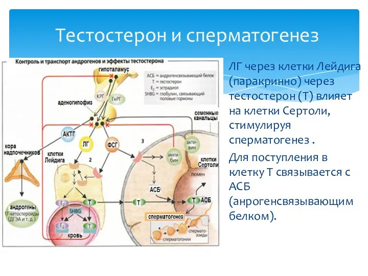Тестостерон и сперматогенез ЛГ через клетки Лейдига (паракринно) через тестостерон (Т) влияет на