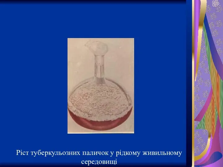 Ріст туберкульозних паличок у рідкому живильному середовищі