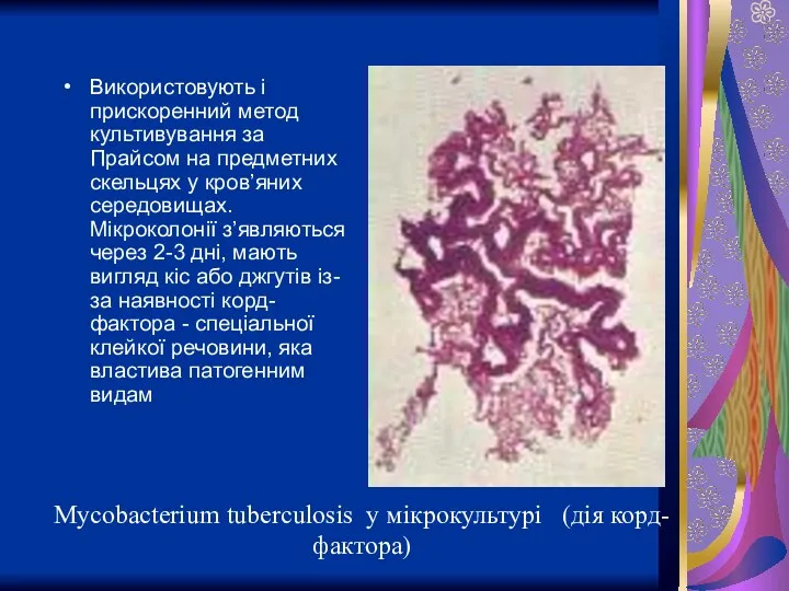 Mycobacterium tuberculosis у мікрокультурі (дія корд-фактора) Використовують і прискоренний метод