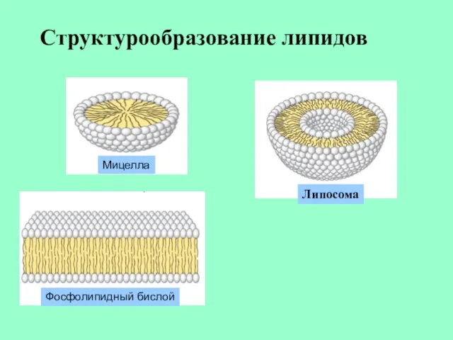 Структурообразование липидов Мицелла Липосома Фосфолипидный бислой