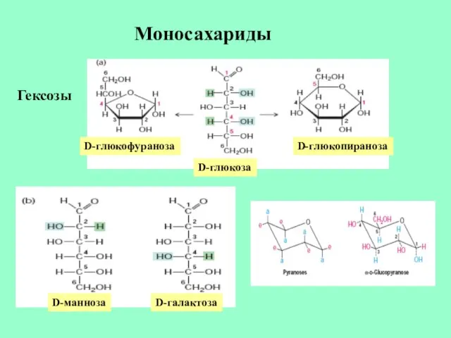 Моносахариды Гексозы D-глюкофураноза D-глюкоза D-глюкопираноза D-манноза D-галактоза
