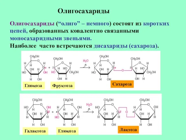 Олигосахариды Олигосахариды (“олиго” – немного) состоят из коротких цепей, образованных