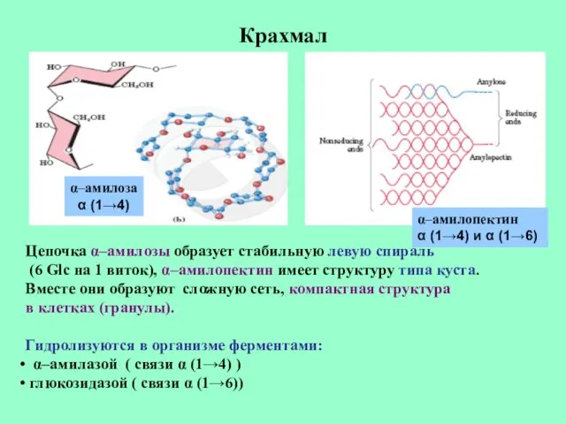 Крахмал α–амилоза α (1→4) α–амилопектин α (1→4) и α (1→6)