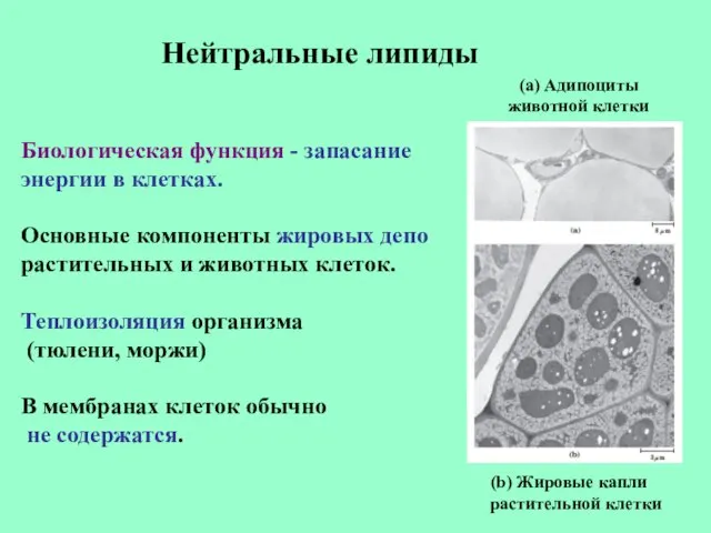 Нейтральные липиды Биологическая функция - запасание энергии в клетках. Основные