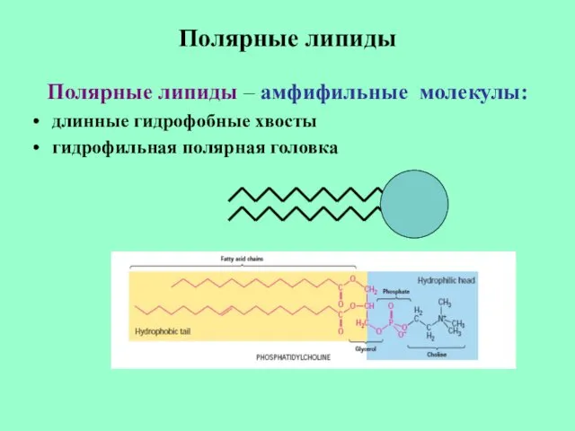 Полярные липиды Полярные липиды – амфифильные молекулы: длинные гидрофобные хвосты гидрофильная полярная головка