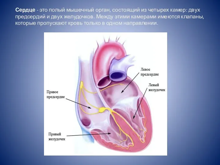 Сердце - это полый мышечный орган, состоящий из четырех камер:
