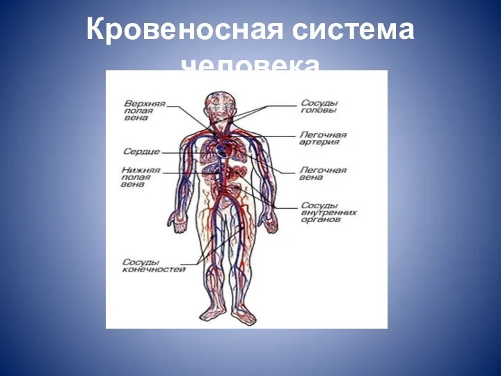 Кровеносная система человека