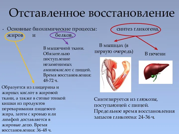 Основные биохимические процессы: синтез гликогена, жиров и белков. Отставленное восстановление