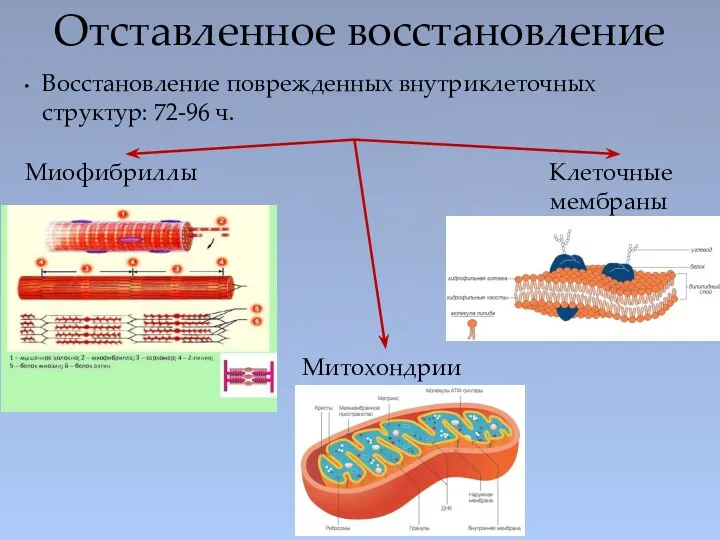 Восстановление поврежденных внутриклеточных структур: 72-96 ч. Отставленное восстановление Миофибриллы Митохондрии Клеточные мембраны