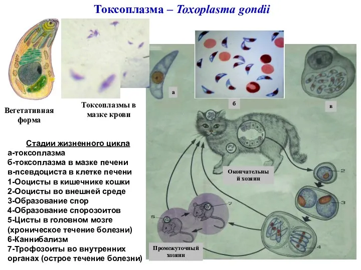 Токсоплазма – Toxoplasma gondii Вегетативная форма Окончательный хозяин Промежуточный хозяин