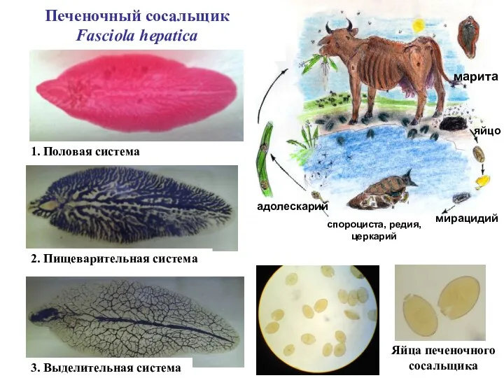 Печеночный сосальщик Fasciola hepatica 1. Половая система 2. Пищеварительная система