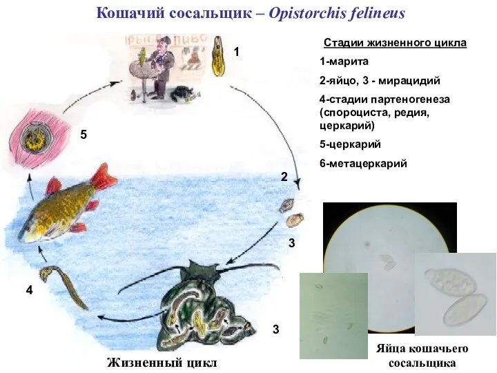 Кошачий сосальщик – Opistorchis felineus Яйца кошачьего сосальщика Жизненный цикл