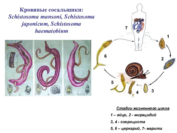 Кровяные сосальщики: Schistosoma mansoni, Schistosoma japonicum, Schistosoma haematobium Стадии жизненного