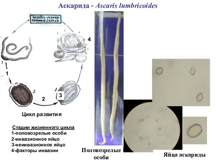 Аскарида - Ascaris lumbricoides Яйца аскариды Цикл развития Стадии жизненного