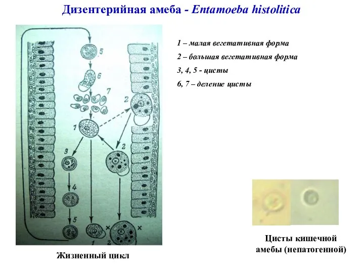 Дизентерийная амеба - Entamoeba histolitica Жизненный цикл 1 – малая