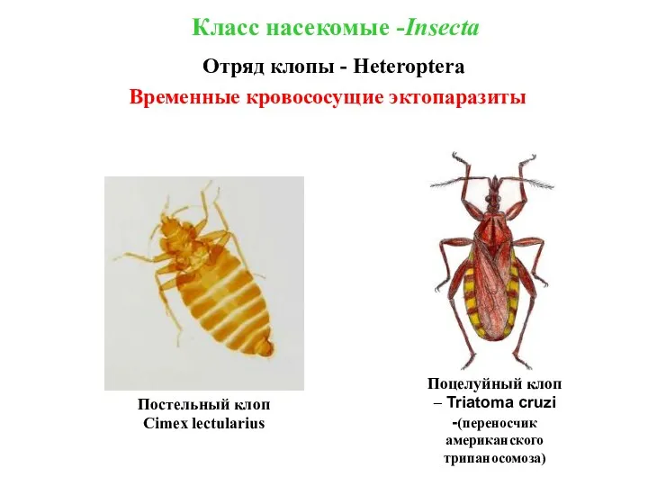 Класс насекомые -Insecta Отряд клопы - Heteroptera Временные кровососущие эктопаразиты