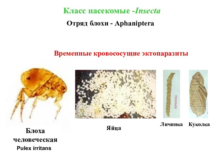 Блоха человеческая Яйца Класс насекомые -Insecta Отряд блохи - Aphaniptera