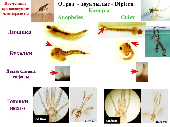 Комары Anopheles Culex Личинки Куколки Головки имаго самец самец Дыхательные