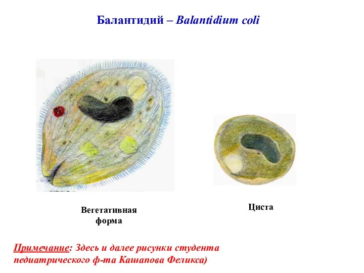 Балантидий – Balantidium coli Циста Вегетативная форма Примечание: Здесь и