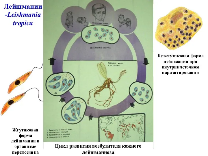 Лейшмании -Leishmania tropica Жгутиковая форма лейшмании в организме переносчика Цикл