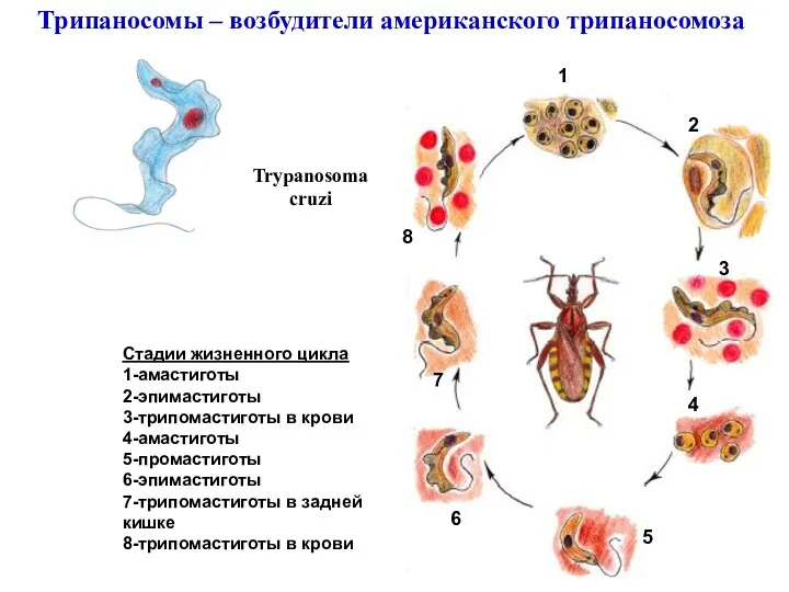 Trypanosoma cruzi Трипаносомы – возбудители американского трипаносомоза 1 2 3