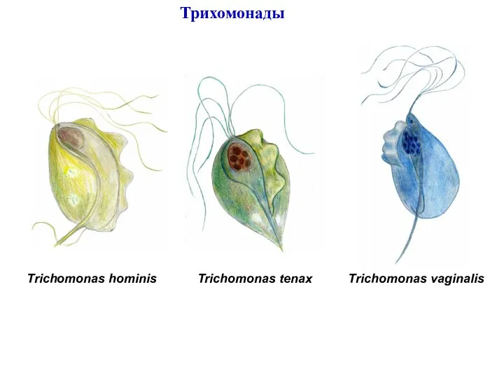 Trichomonas hominis Trichomonas tenax Trichomonas vaginalis Трихомонады