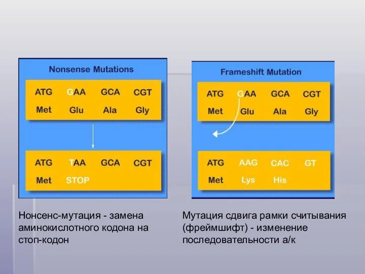 Нонсенс-мутация - замена аминокислотного кодона на стоп-кодон Мутация сдвига рамки считывания (фреймшифт) - изменение последовательности а/к